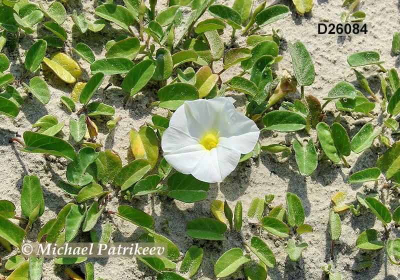 Beach Morning-glory (Ipomoea imperati)